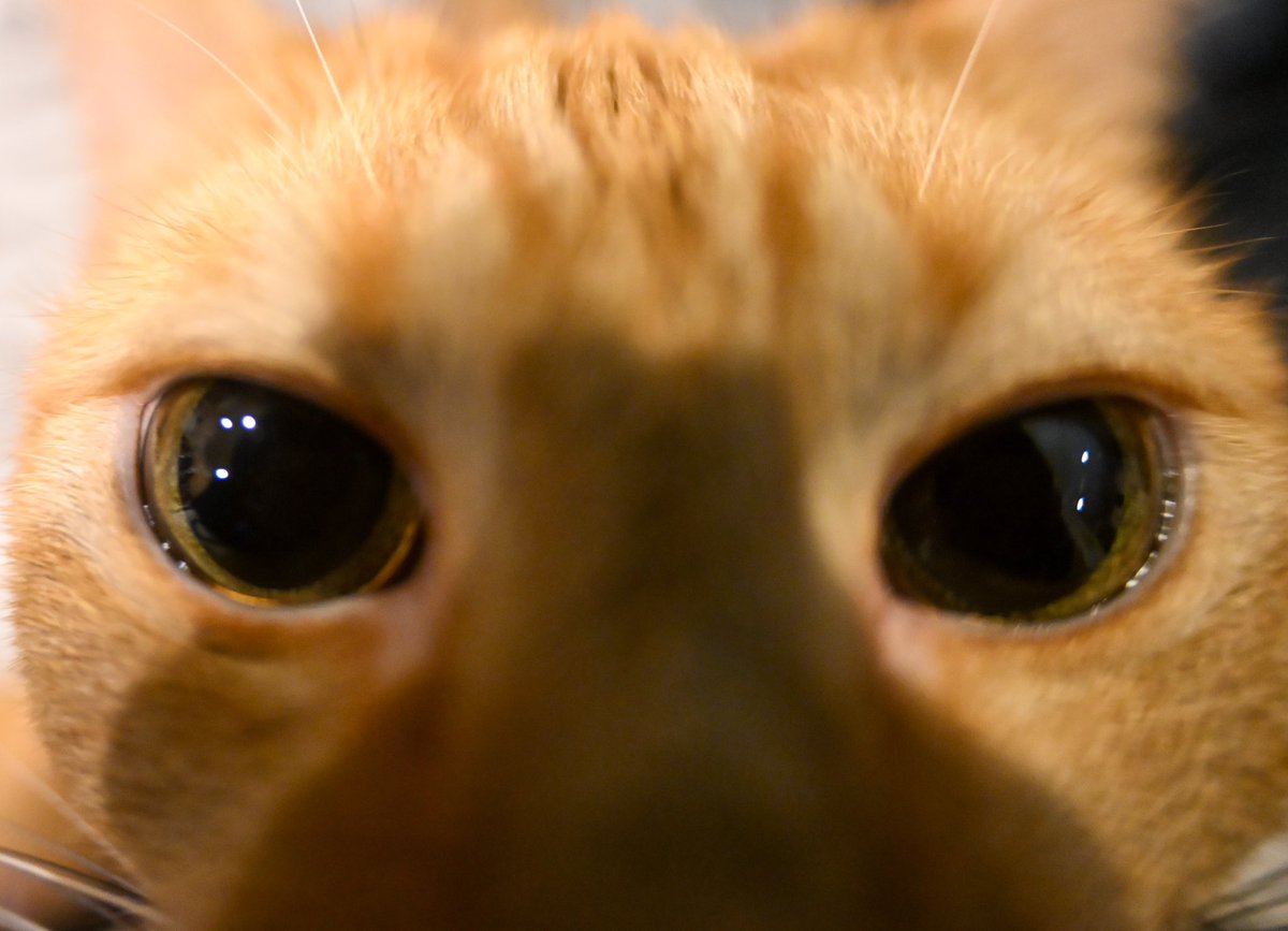 KWOOatCa's tweet photo. Oscar : Where is my toy? https://t.co/CwH6p13H3e