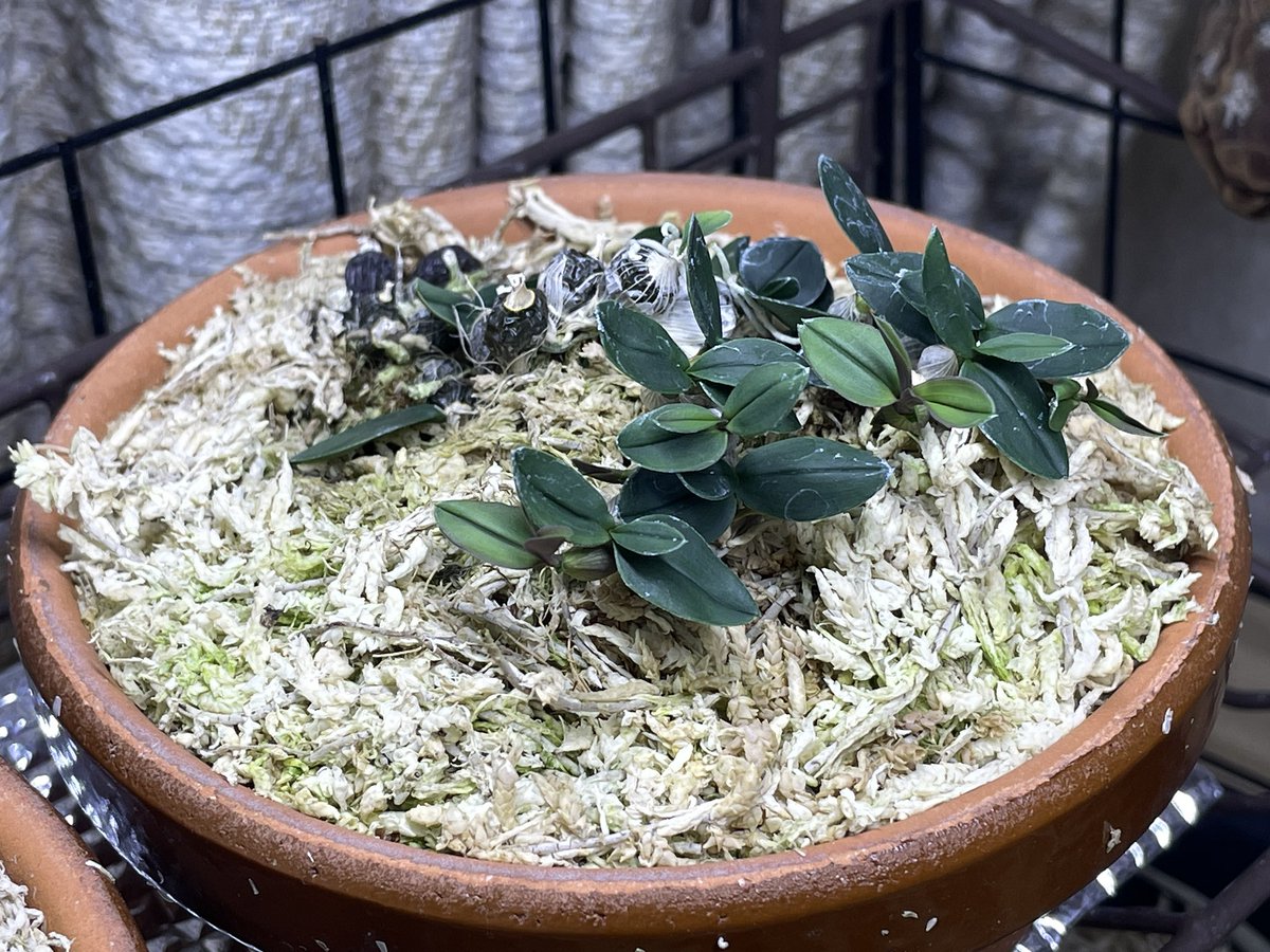 Den. leucocyanum 'Blue Fantasy' CBR/JOGA 意外や夏に入ってからが