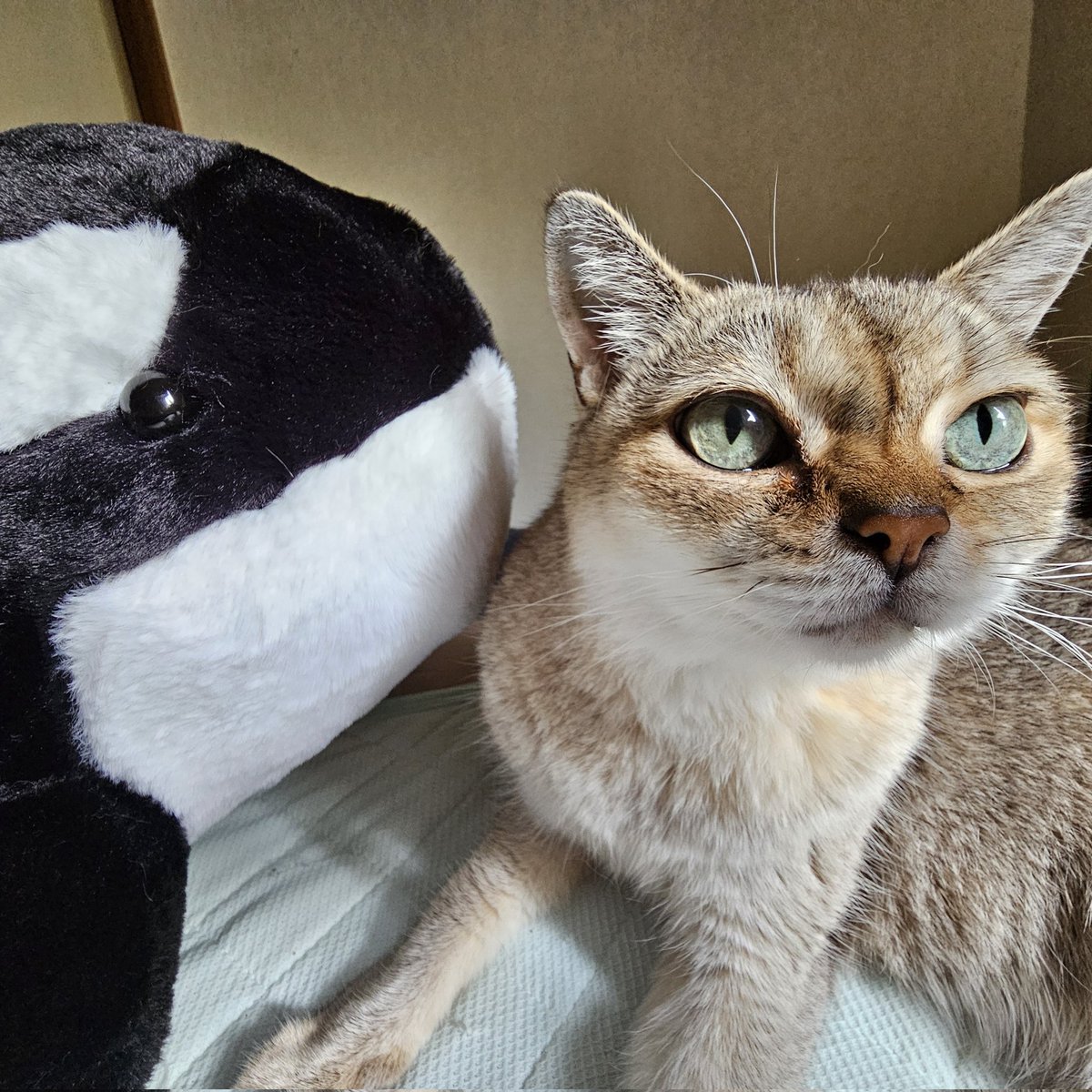 μ (@vPSSSmp685PDC2a) / Posts / X