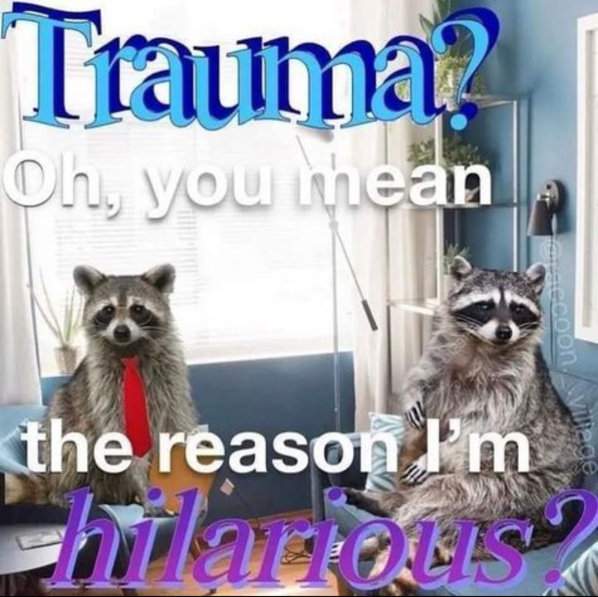 raccoon aesthetic. (@raccoonesthetic) on Twitter photo 