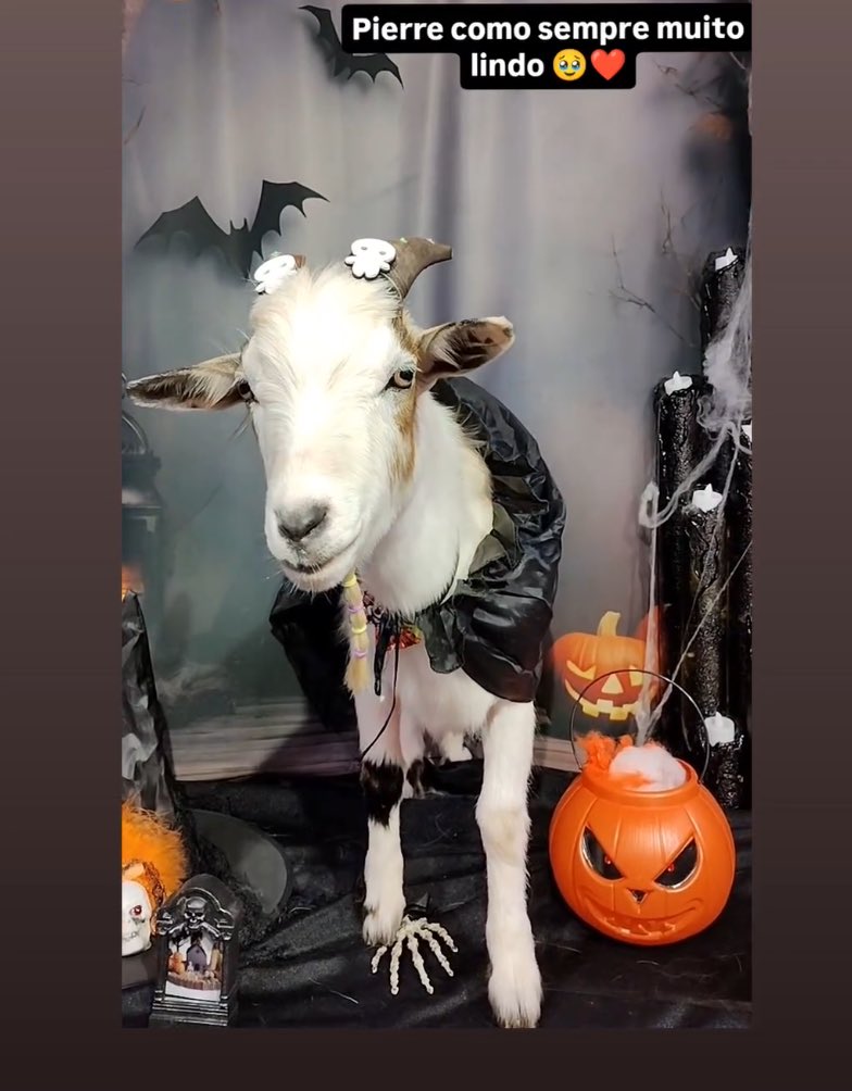 lahviol's tweet photo. coisas que melhoram meu dia: ver o bode famoso da minha cidade fantasiado pro Halloween 

Segue imagem: https://t.co/wWiJ3Olhsx