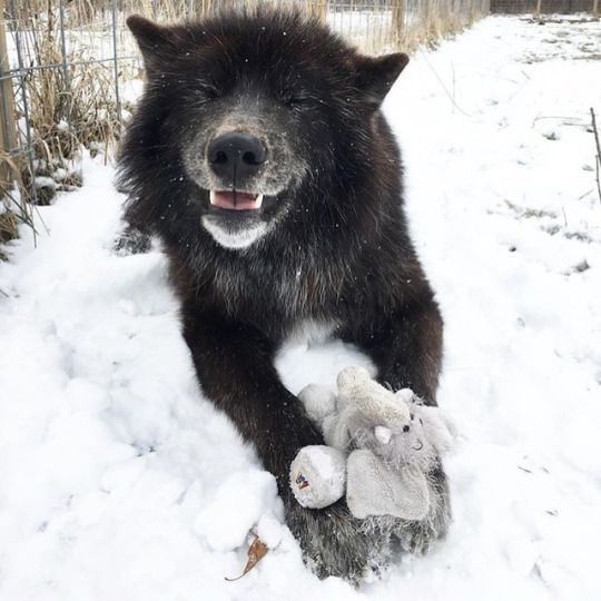 grown ass man playing with stuffed animals