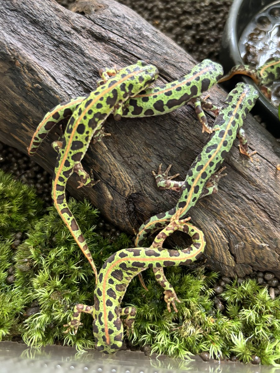 おはようイモリ🦎 今日は一段と寒いですね。 我が家のカージスさん達も