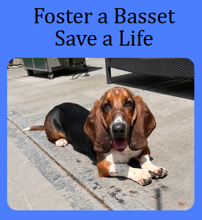 GABR_Bassets's tweet photo. Aarrhhoooo! GABR is looking for caring, open-minded, and patient #foster homes to help #Basset hounds get ready for their forever-homes. Could you help with this important work?
Learn more &amp; apply at https://t.co/TrDpmi2rRg
#fosteringsaveslives #RESCUE #BassetHound #AdoptDontShop https://t.co/jjMYWT6FQD
