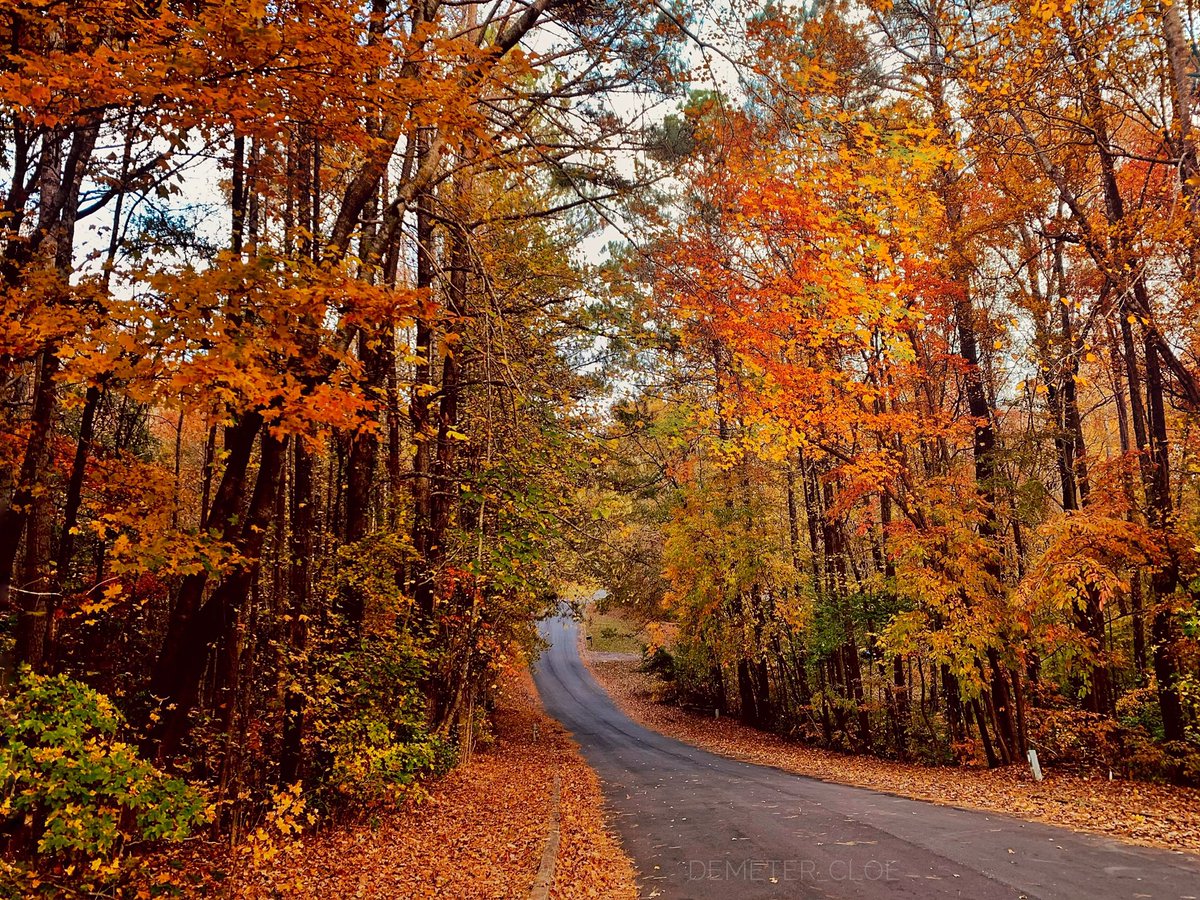 Demeter_Erinia's tweet image. BeautiFall 🧡✨🍂🍁