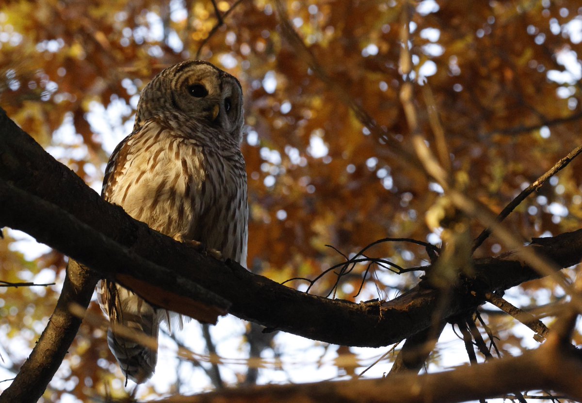 MichelleKisil's tweet photo. Left work a little later than expectedβ¦
Timing turned out to be on point!
#GetOutside #BarredOwl #TrustTheTiming #OcsbWellness #SelfCare #MyOttawa #AfterWorkWalk #ThoseEyes #ThoseTalons π³ https://t.co/e2oEaVkima