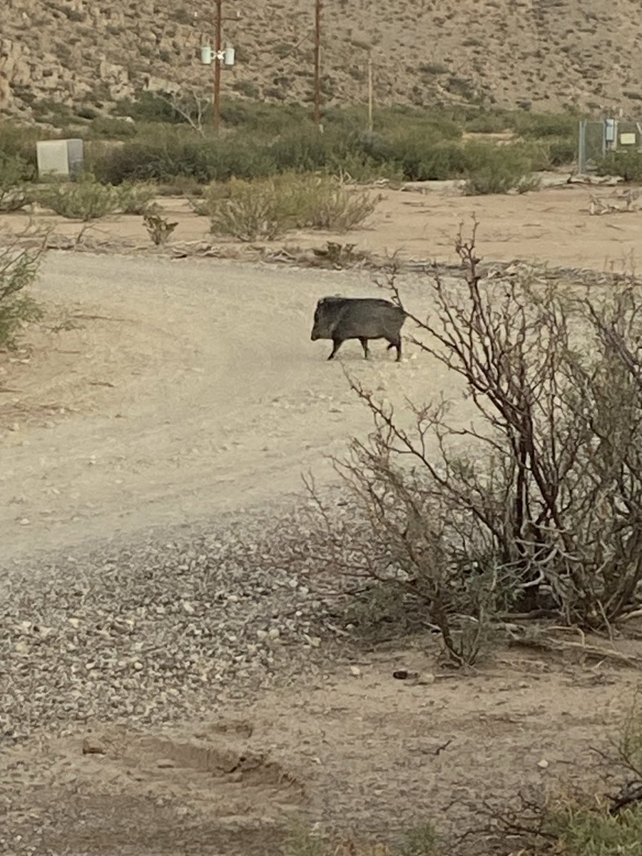 CynthiaZukowski's tweet photo. My View this Evening!  Sunset brings some movement of animals because the temperature drops in the evening.
⁦@BigBendNPS⁩ ⁦@CynthiaZukowski⁩ #GreatViews! https://t.co/UpMzL4aycA