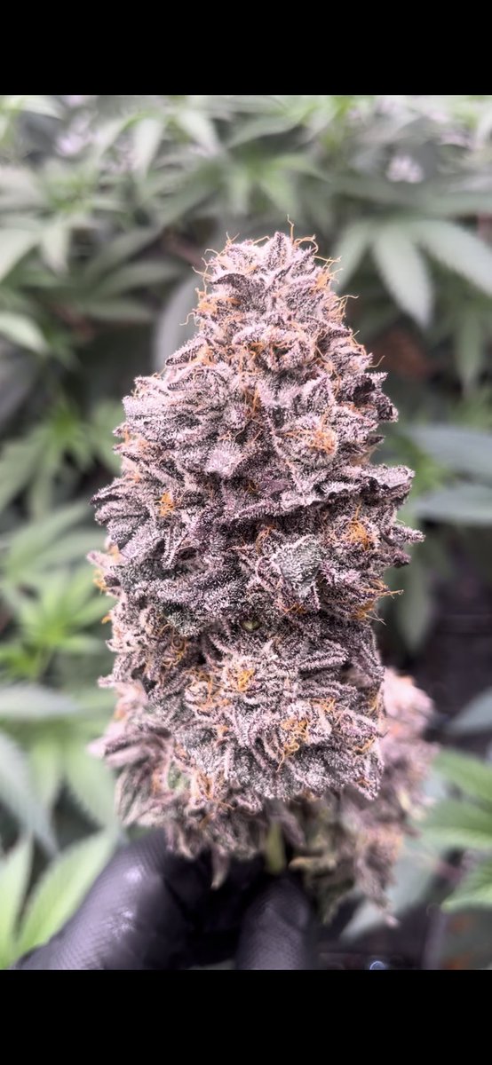 mainestcannabis's tweet photo. Ice Cream Cake 🍦🍰

(Gelato 33 x Wedding Cake) https://t.co/AkY5KB61pC