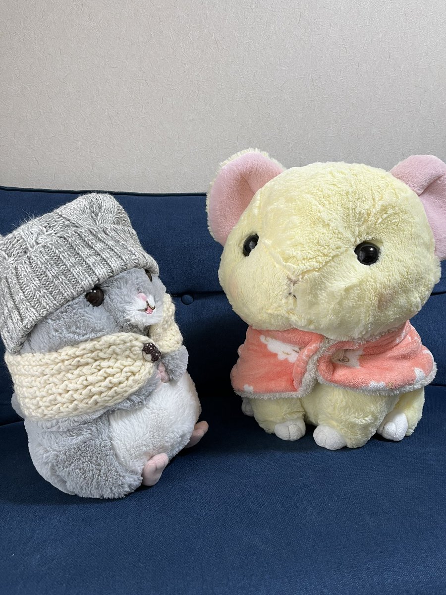 チンチラのニコちゃん