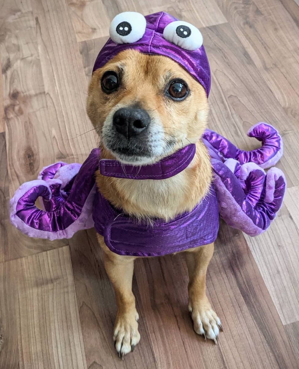 PawsAtHome's tweet image. 31 Days of #HowlOWeen: 8 legs are cuter than 4 🐙🐶🎃 #PAH31Howl