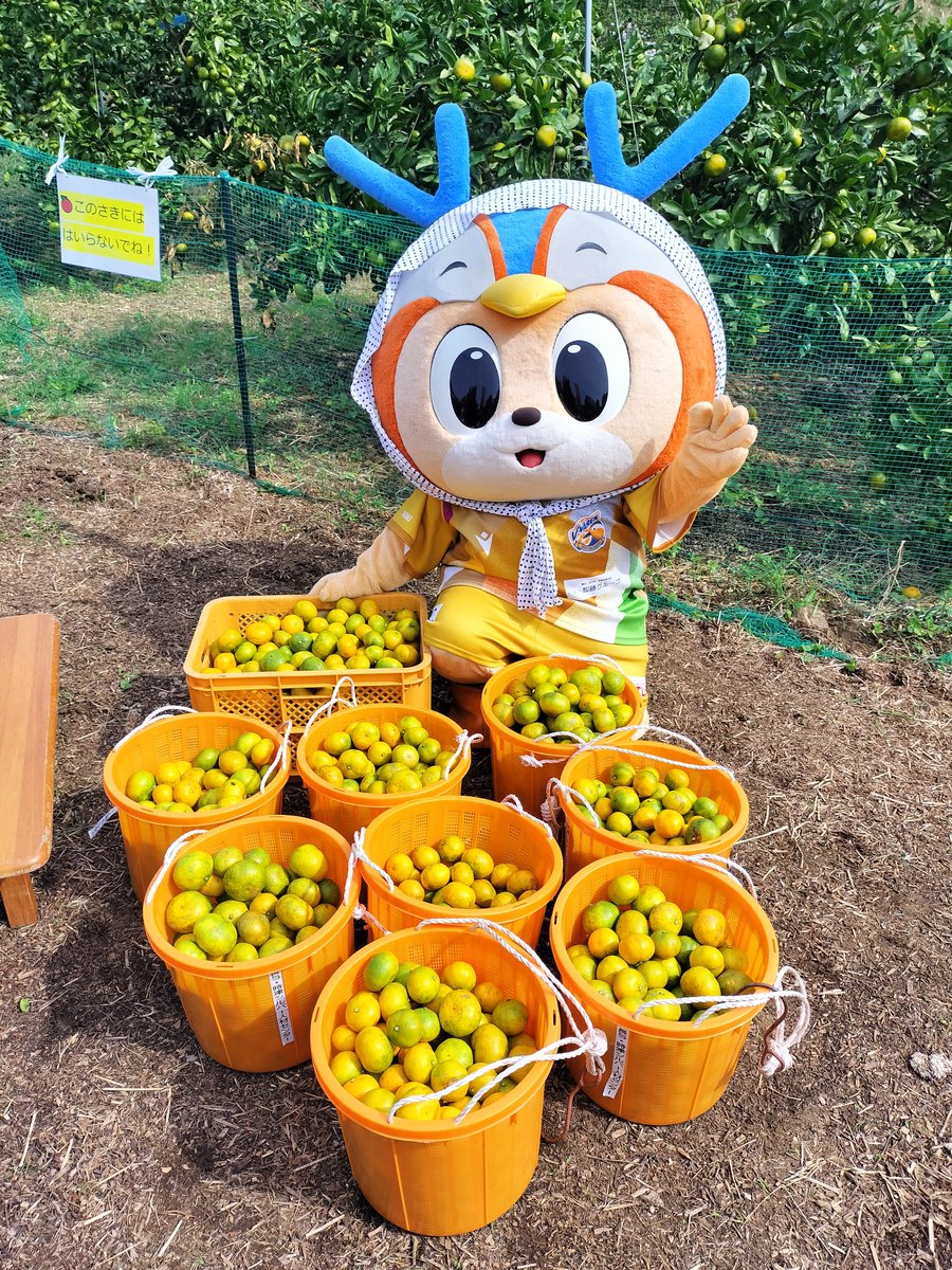 🔷ホームタウン活動🔶 これから本格的にスタートをするみかん狩りを