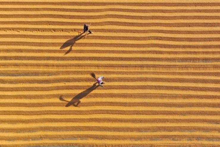 zhu_alice50849's tweet photo. ๐As we reap what we've sown, let's also plant seeds of hope for the future. Every end is a new beginning! ๐พ#FallFarming #SeasonsChange https://t.co/MMWNJayjkb