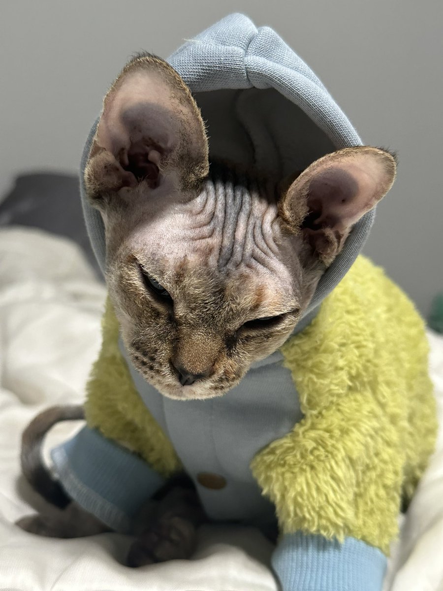 A freshly bathed Immuluk in her new jacket