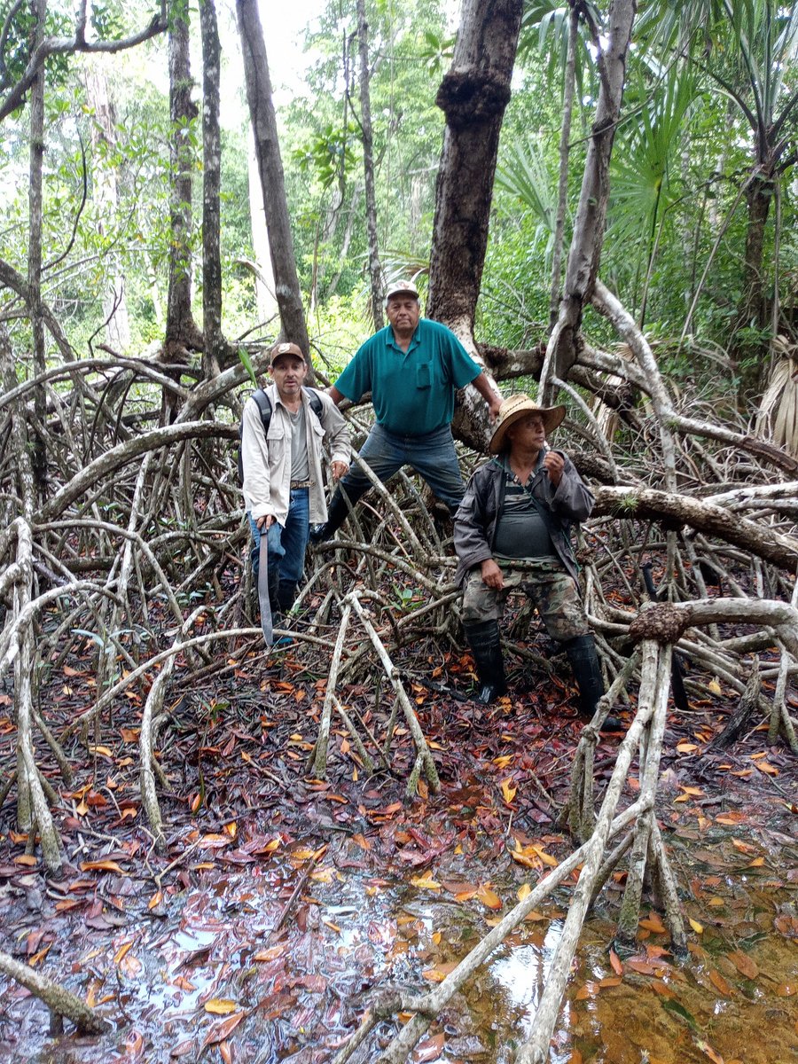 CONANP_mx's tweet image. Entregamos el certificado como Área Destinada Voluntariamente a la Conservación #ADVC, al predio Ley Federal de Reforma Agraria. 🍃

El área se encuentra en buen estado de conservación, presenta una cobertura arbórea densa, hábitat clave para muchas especies de aves. 🐦🌳🌊🌿🌺🦆