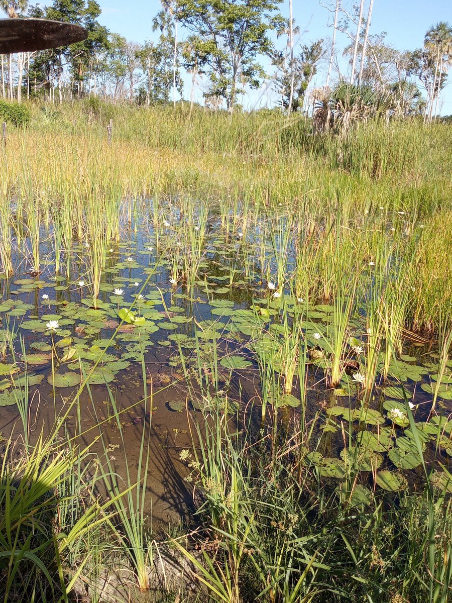 CONANP_mx's tweet image. Entregamos el certificado como Área Destinada Voluntariamente a la Conservación #ADVC, al predio Ley Federal de Reforma Agraria. 🍃

El área se encuentra en buen estado de conservación, presenta una cobertura arbórea densa, hábitat clave para muchas especies de aves. 🐦🌳🌊🌿🌺🦆