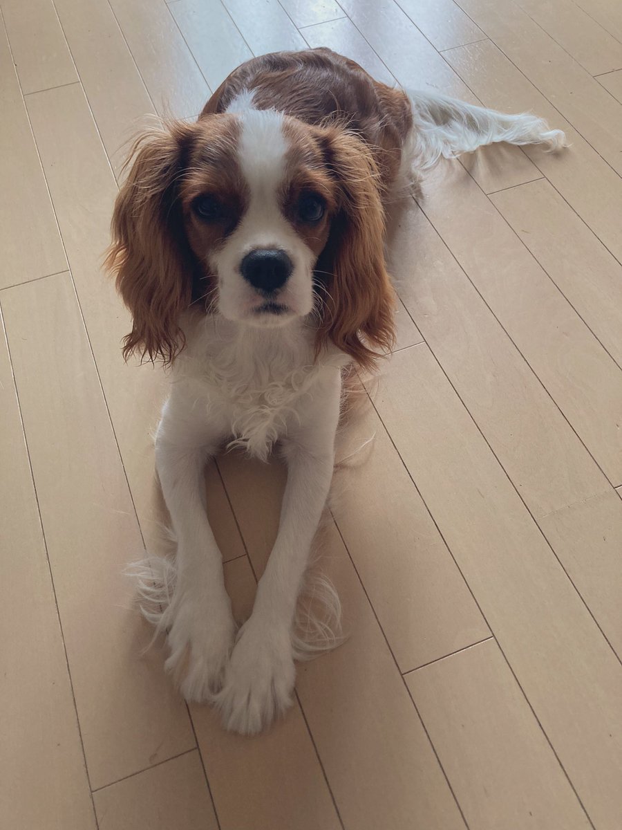cando1998's tweet image. もうすぐ9カ月の美犬だ