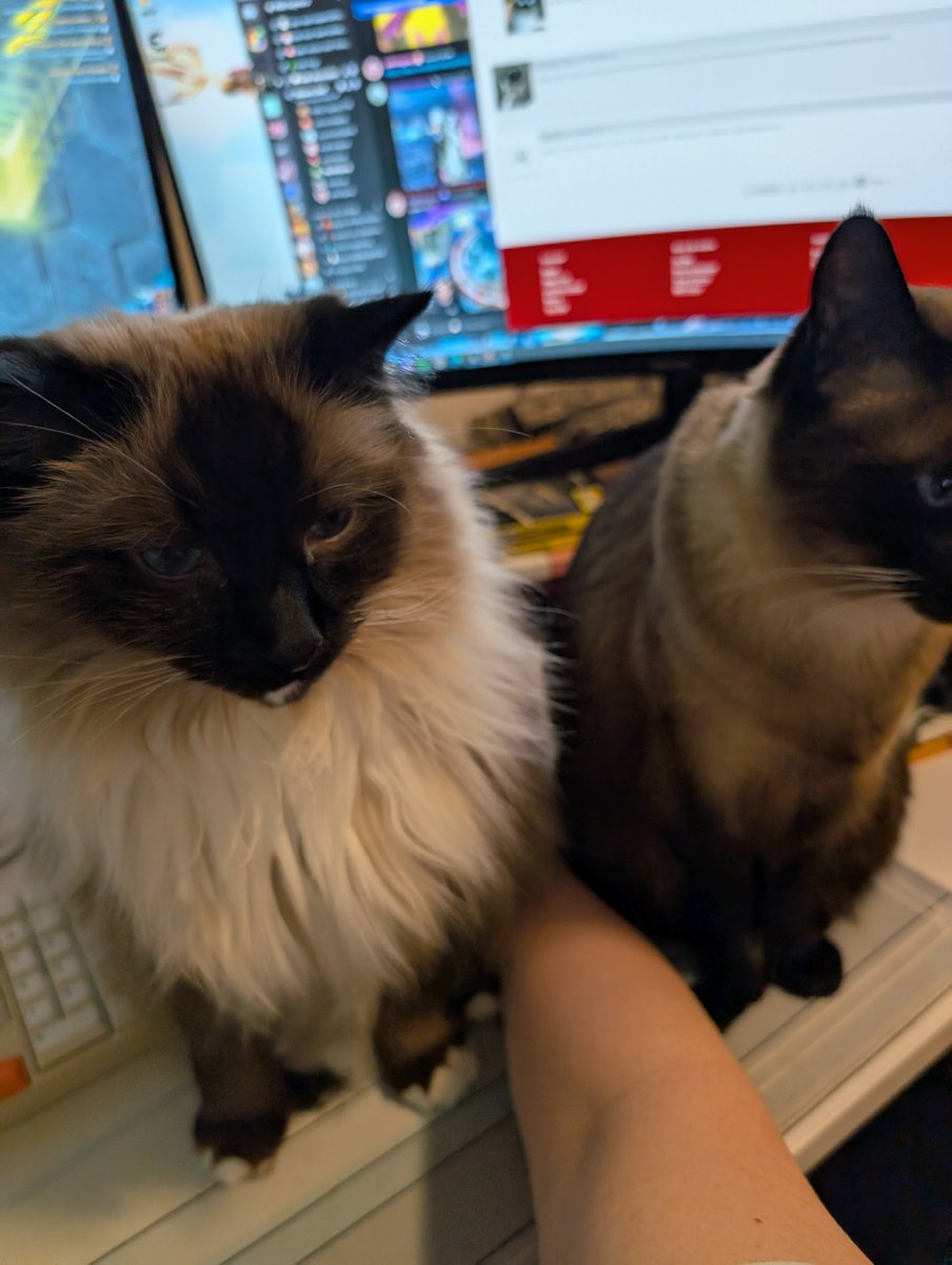 CanneDeBonbon's tweet photo. when the cats say no ultimate raiding allowed https://t.co/0yDuUqfVOP