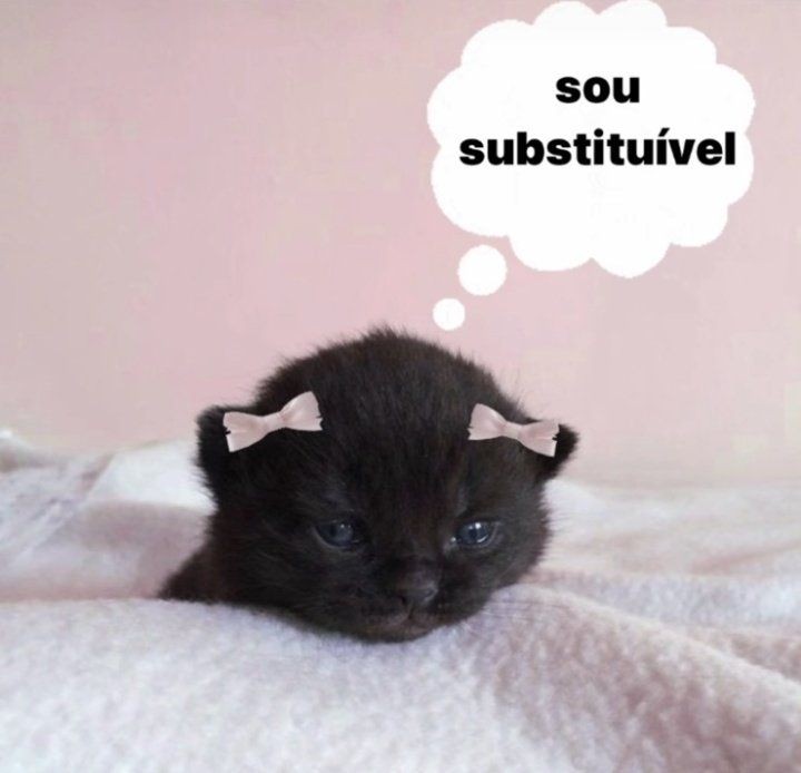 perfil dedicado a gatinhos e peitos (@odeiootaco) on Twitter photo 