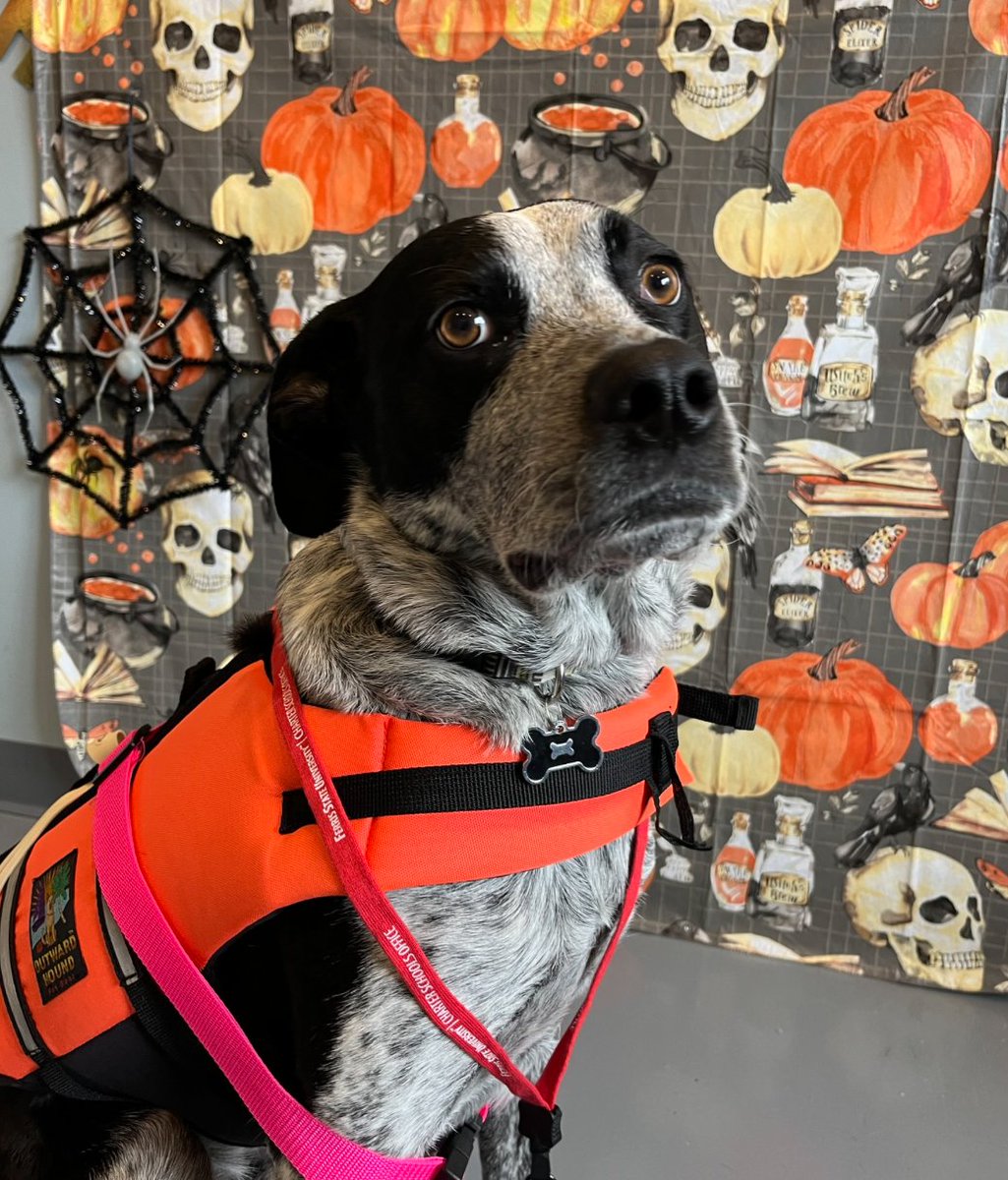 dr_spencer's tweet photo. Eli'sdaycare is having a costume contest. Please go to Pet Villa's Facebook page and give my baby a like on his photo. Please! https://t.co/zeO58TTCkR https://t.co/sLqh2w3tLR