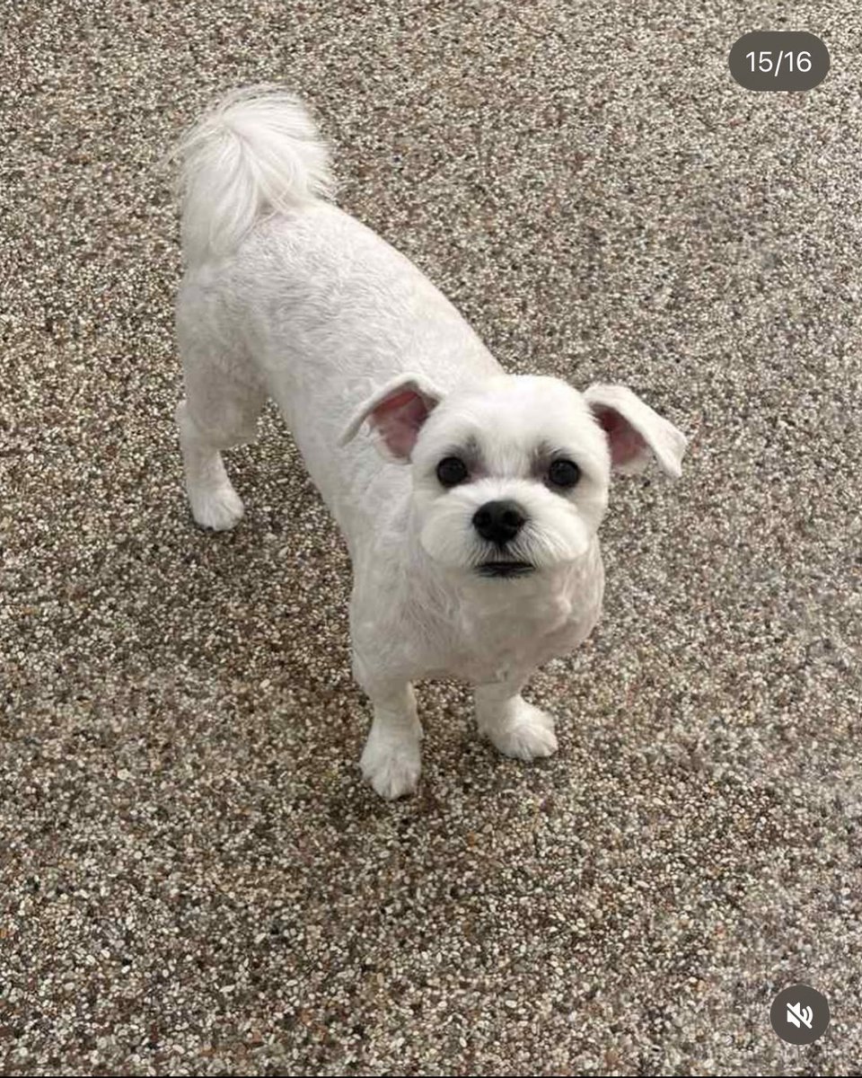 아니 마음이 털 다 어디갔오
ㅜㅜ