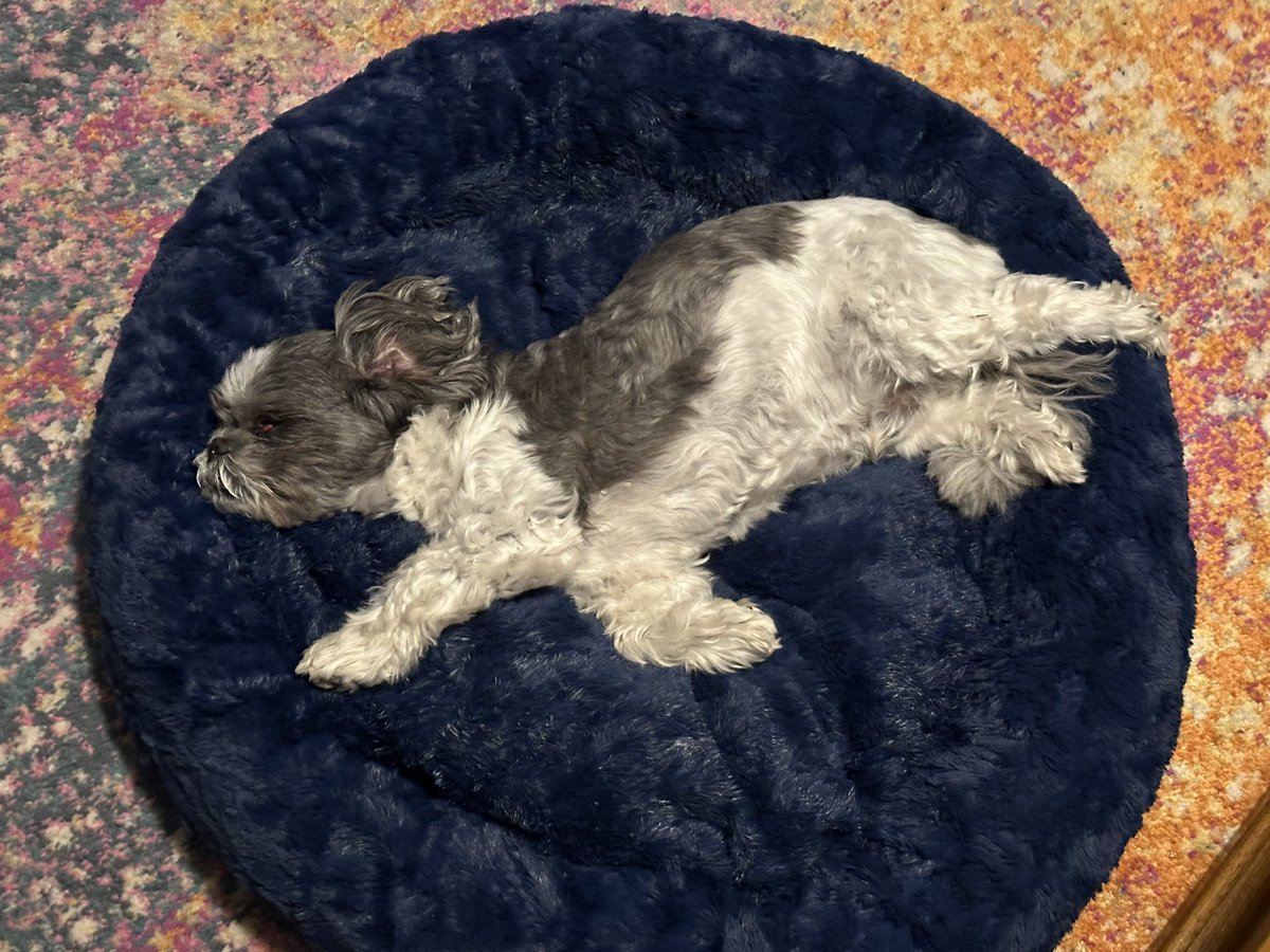 Kat 🐶 📚 ☕️ tweet media