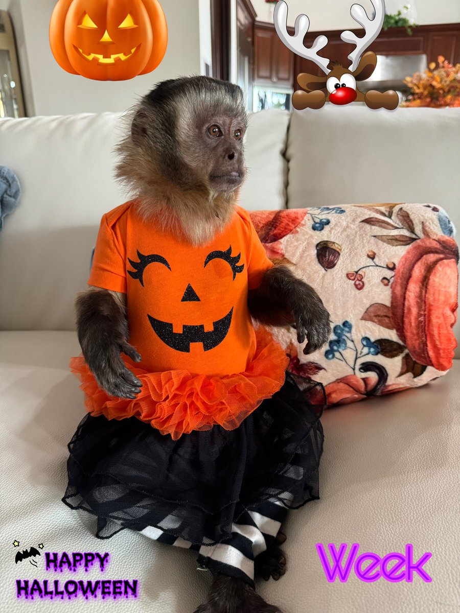 MisstyMonkeys's tweet image. Follow us in our YouTube channel Misstyflower Monkeys for more of our babies ♥️😍👍🏻