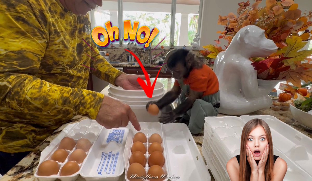 MisstyMonkeys's tweet image. Follow us in our YouTube channel Misstyflower Monkeys for more of our babies ♥️😍👍🏻