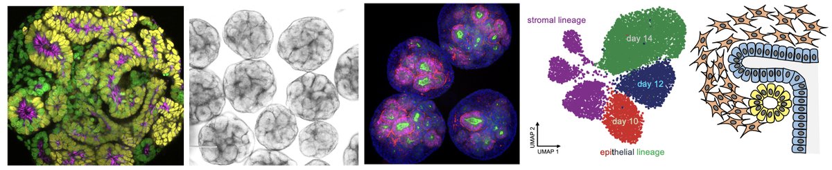 Katja Roeper (@katjaroeper) on Twitter photo Postdoc position available in the Röper lab at the University of Cambridge! <a href="/PDN_Cambridge/">PDN Cambridge</a>
Join us and discover the role that control of cytoskeletal dynamics, crosstalk and cell adhesion play in the formation of the nephron tube in human renal organoids!
jobs.cam.ac.uk/job/48947/ Postdoc position available in the Röper lab at the University of Cambridge! <a href="/PDN_Cambridge/">PDN Cambridge</a>
Join us and discover the role that control of cytoskeletal dynamics, crosstalk and cell adhesion play in the formation of the nephron tube in human renal organoids!
jobs.cam.ac.uk/job/48947/