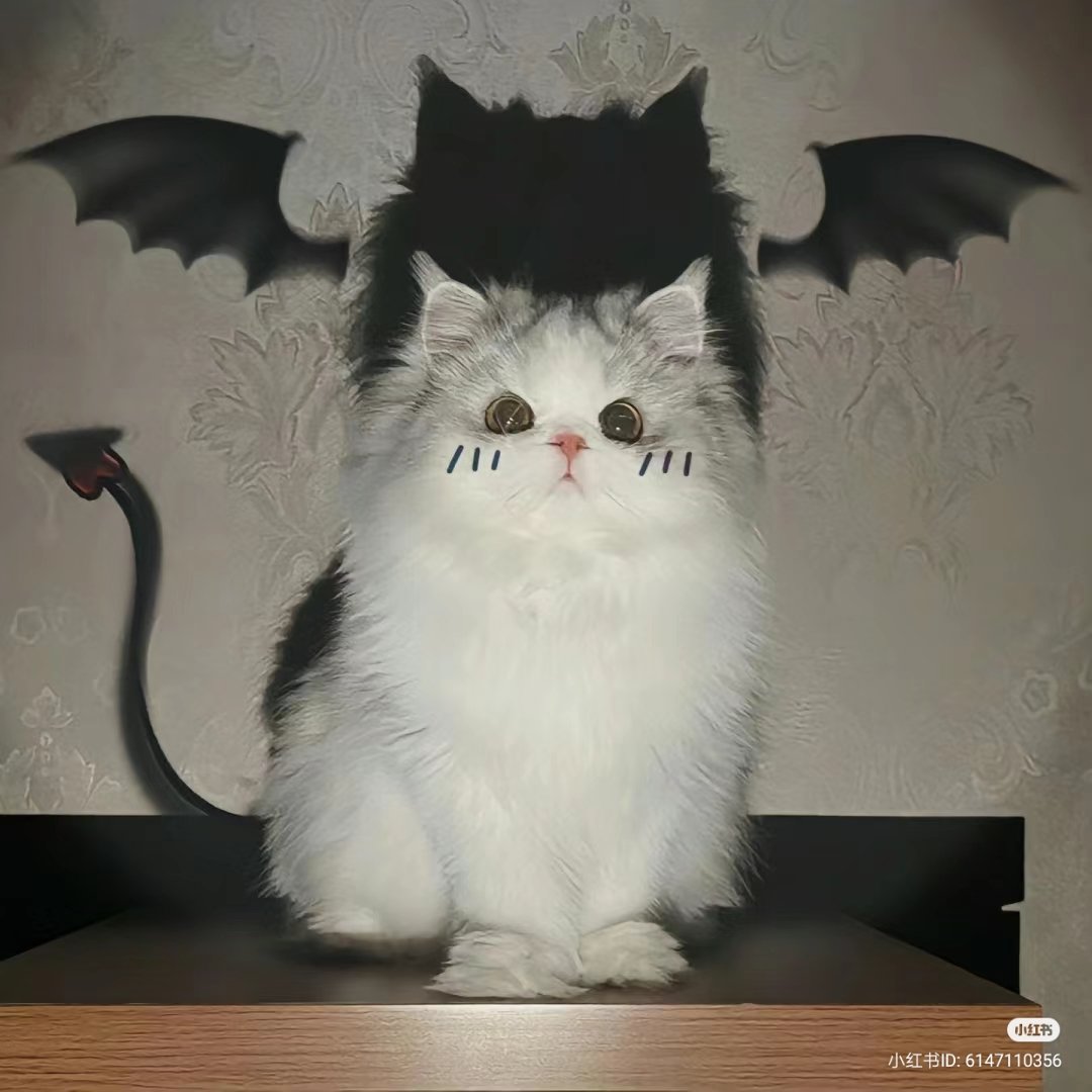 No Context Cats (@nocontextscats) on Twitter photo 