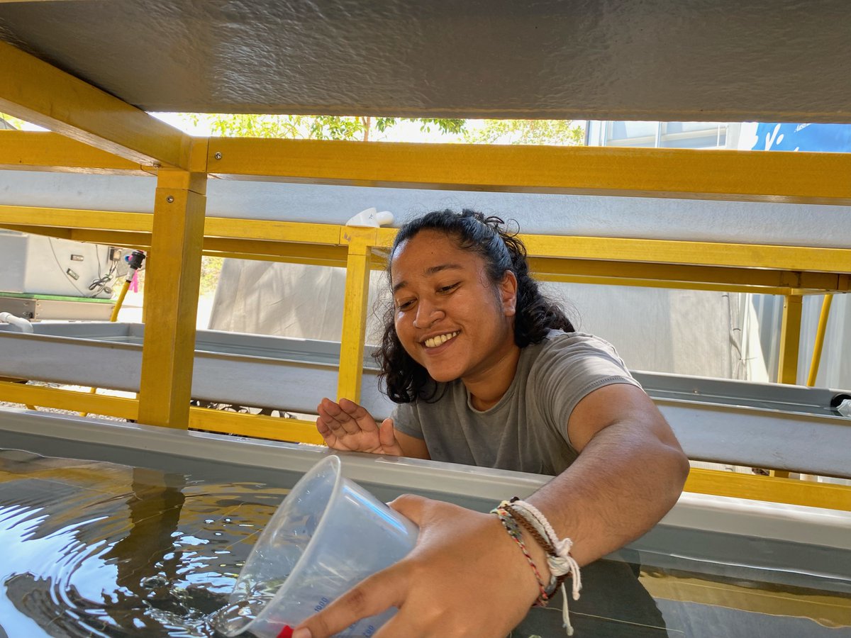 Cathie Page (@drcathiepage) on Twitter photo Mass settlement of coral larvae has began in ReefSeed with our <a href="/MMRI_Maldives/">Maldives Marine Research Institute</a> collegues. <a href="/aims_gov_au/">Australian Institute of Marine Science</a> <a href="/CORDAP_/">G20 CORDAP</a>
120,000 🪸 larvae at once. Mass settlement of coral larvae has began in ReefSeed with our <a href="/MMRI_Maldives/">Maldives Marine Research Institute</a> collegues. <a href="/aims_gov_au/">Australian Institute of Marine Science</a> <a href="/CORDAP_/">G20 CORDAP</a>
120,000 🪸 larvae at once.