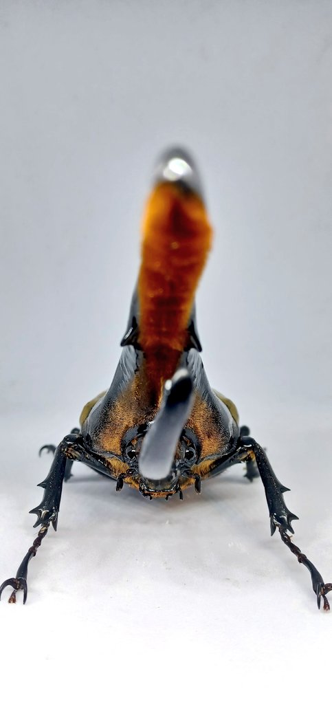 片目を閉じ、ヘラクレスの目をよーく見たら3D映像感……ないっすか？