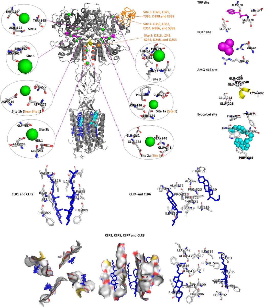 cdtm4's tweet image. New insights into CaSR reveal its role in calcium regulation and link to disorders like osteoporosis and Alzheimer's, paving the way for targeted therapies. #CaSR #HealthResearch onlinelibrary.wiley.com/doi/10.1002/cd… @WileyBiomedical @WileyHealth @alzassociation @alzheimerssoc