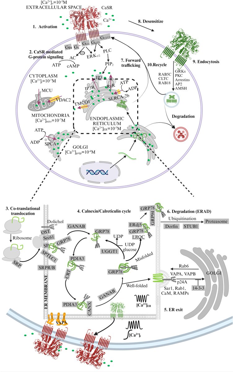 cdtm4's tweet image. New insights into CaSR reveal its role in calcium regulation and link to disorders like osteoporosis and Alzheimer's, paving the way for targeted therapies. #CaSR #HealthResearch onlinelibrary.wiley.com/doi/10.1002/cd… @WileyBiomedical @WileyHealth @alzassociation @alzheimerssoc