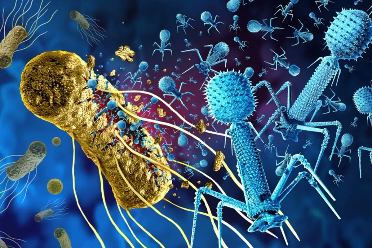 morningjasmine2's tweet image. Know someone with antibiotic resistance?❓❤️
Phage Therapy: 
The Future Of Fighting Antibiotic Resistance
#antibioticResistance #phageTherapy

Details: tinyurl.com/2bca5ygt