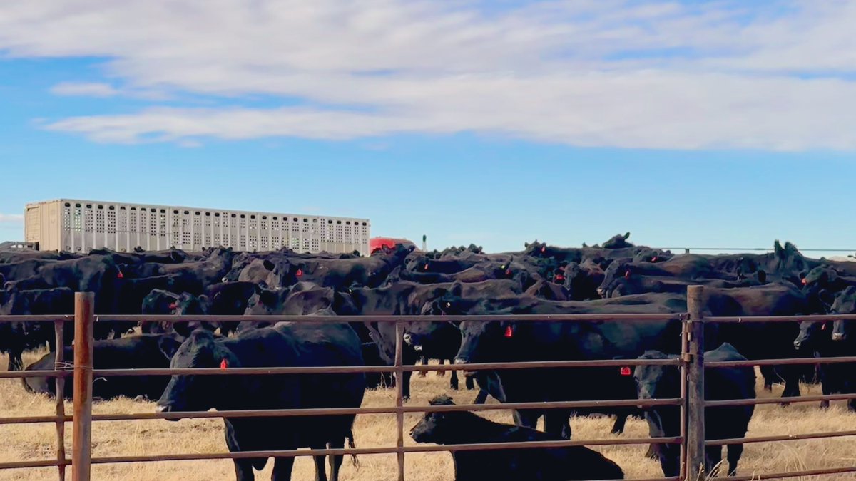 btrout22's tweet image. As usual I was running  late hitting the road and got to see the end of the gather 

The liner however, unlike me, was 3 hours early 😬

#keener
#backhaul
#fallrun