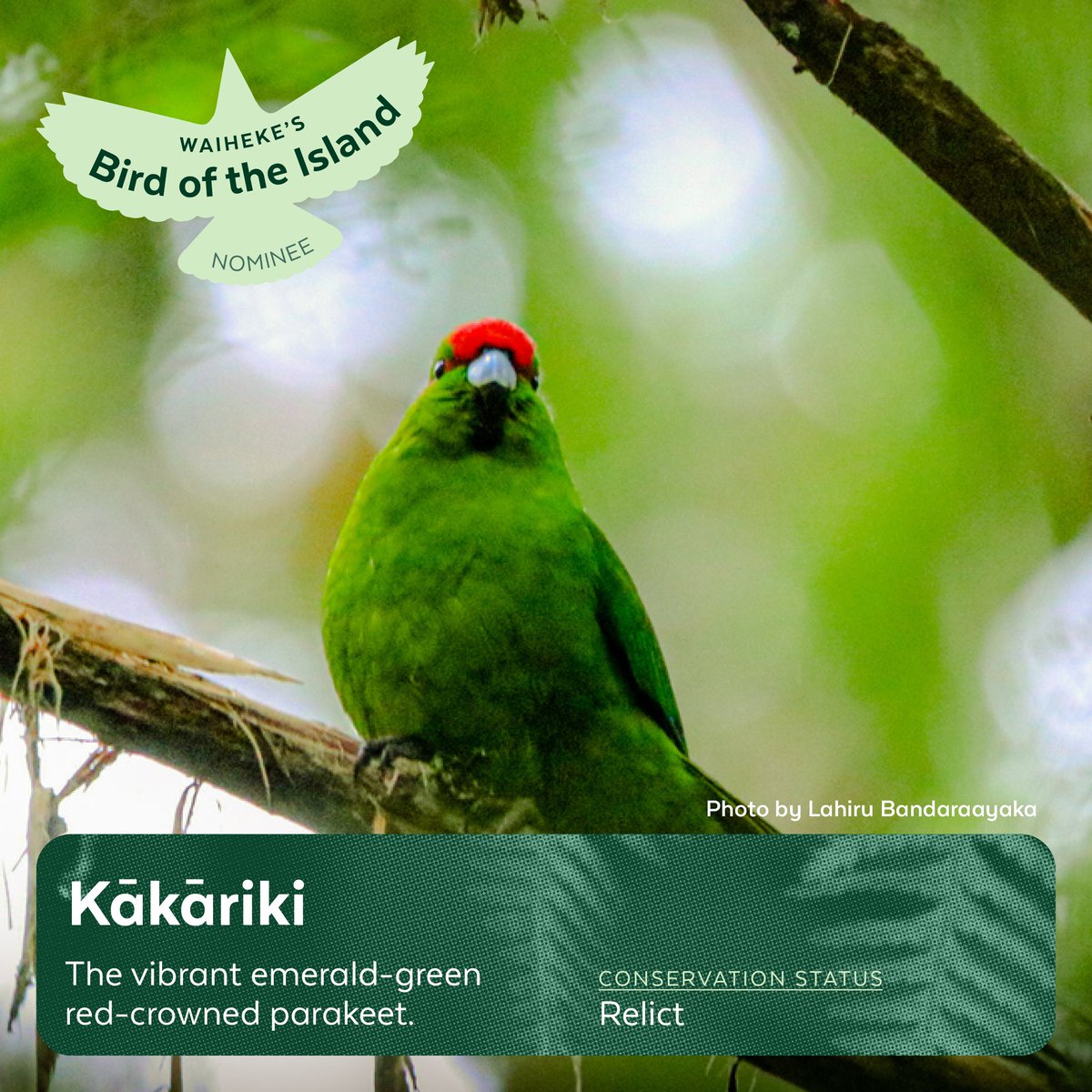 Te Korowai o Waiheke tweet media