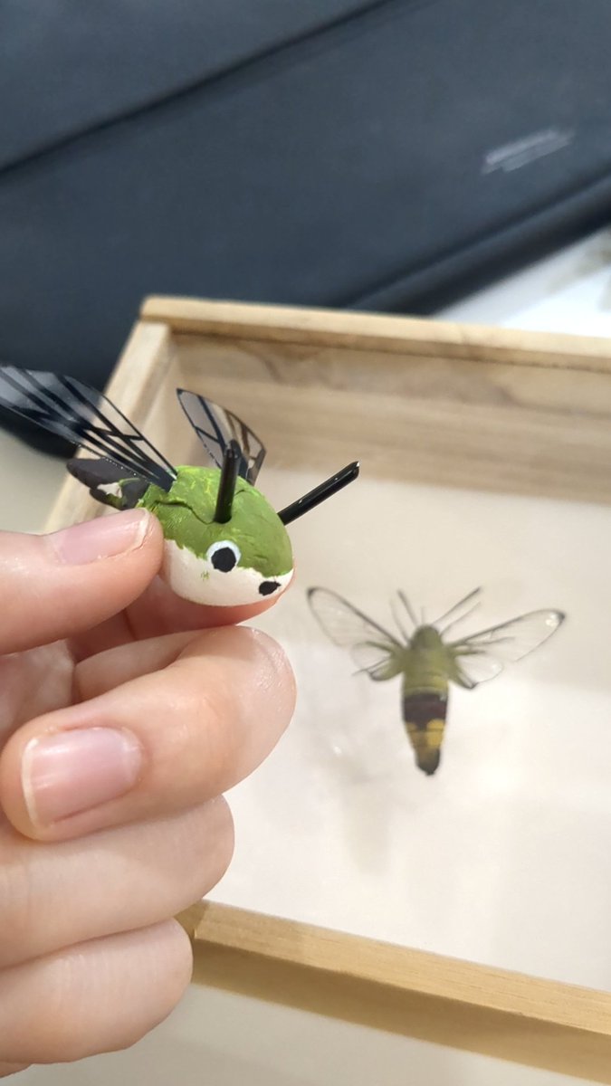 Nodai_plantlab's tweet photo. 収穫祭の準備もいよいよ大詰め🪷
文展の｢植物はすごいぞ！展｣ではエリアに分けて様々な展示を行います‼️🐝
写真で気になった人いますよね❓是非遊びに来てくださいね😊
 #東京農業大学
 #収穫祭2024
 #植物多様性学研究室 https://t.co/3T6swal0fy