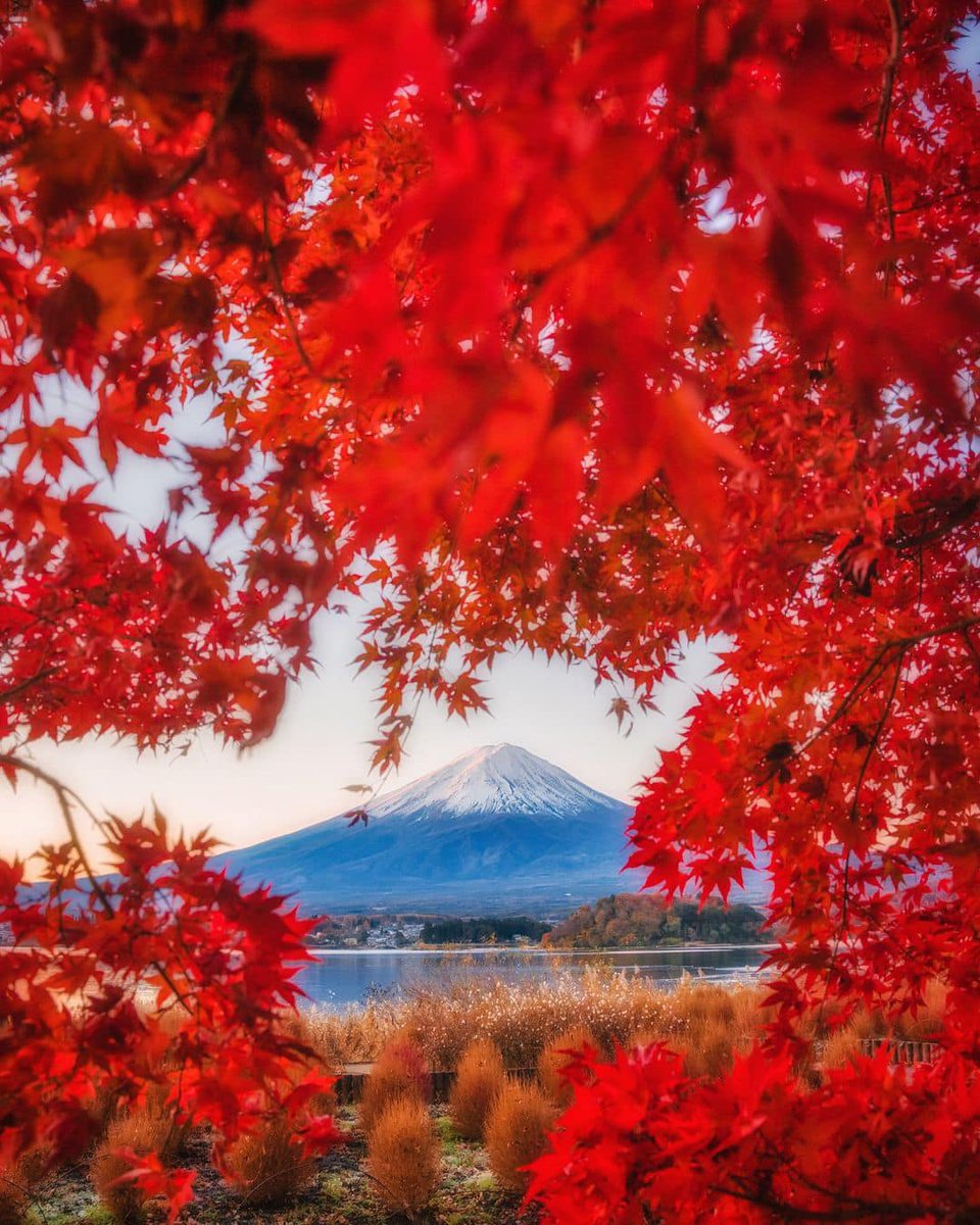 JapanGoEMON_'s tweet photo. 紅葉🍁🍁🍁
#Autumn #Japan #日本 ＃紅葉
📸: | @kz_pht https://t.co/1gZDe8cSQi