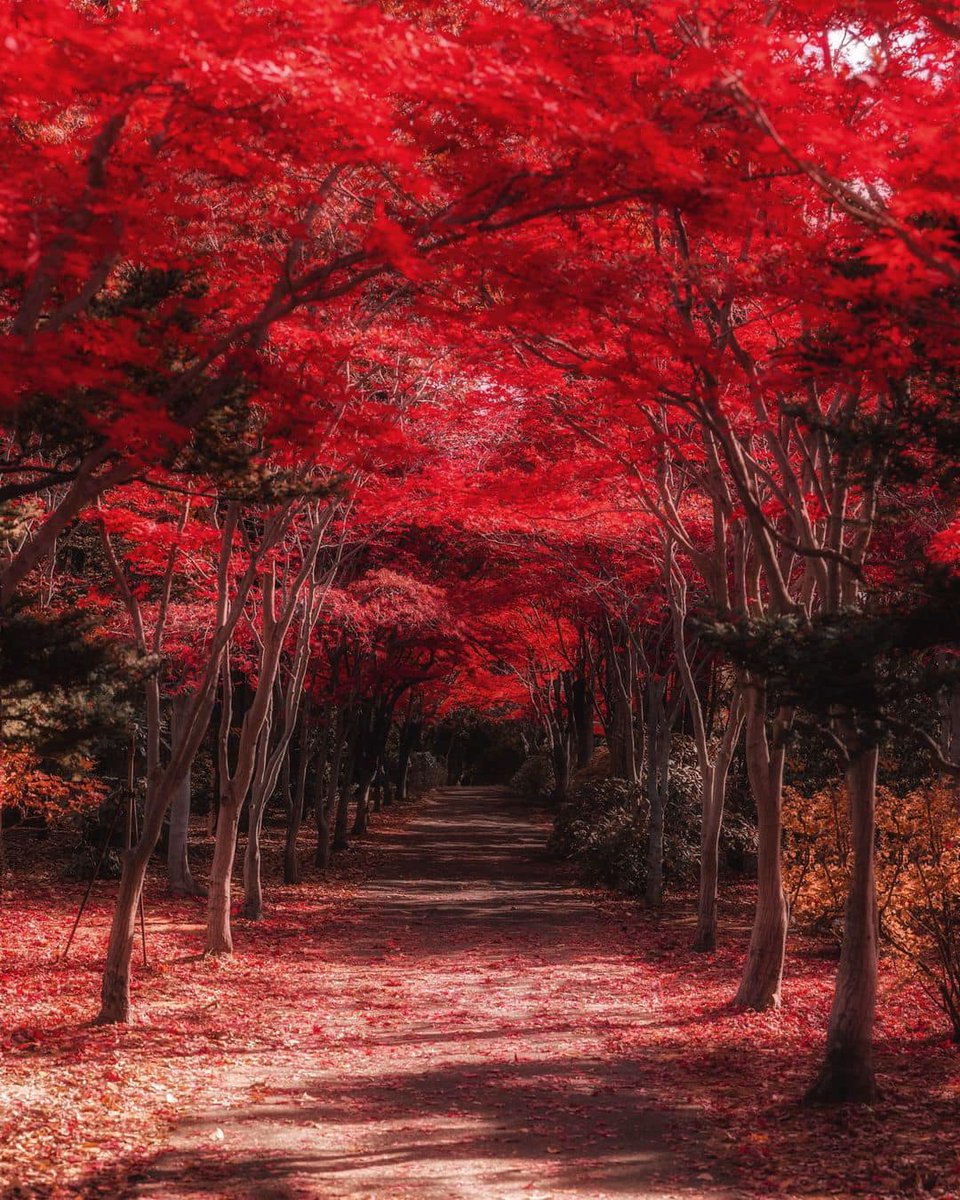 JapanGoEMON_'s tweet photo. 紅葉🍁🍁🍁
#Autumn #Japan #日本 ＃紅葉
📸: | @kz_pht https://t.co/1gZDe8cSQi