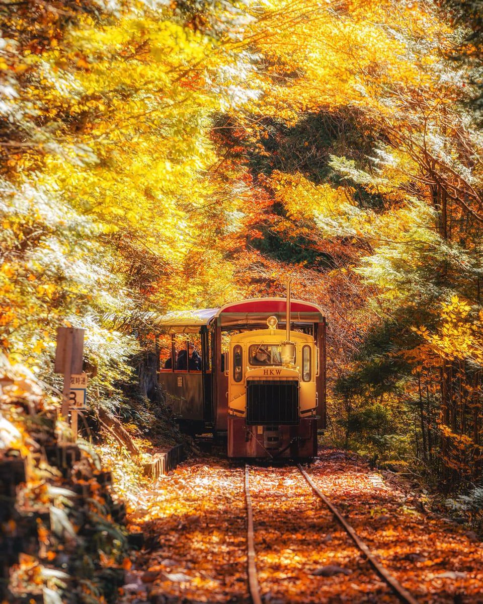 JapanGoEMON_'s tweet photo. 紅葉🍁🍁🍁
#Autumn #Japan #日本 ＃紅葉
📸: | @kz_pht https://t.co/1gZDe8cSQi