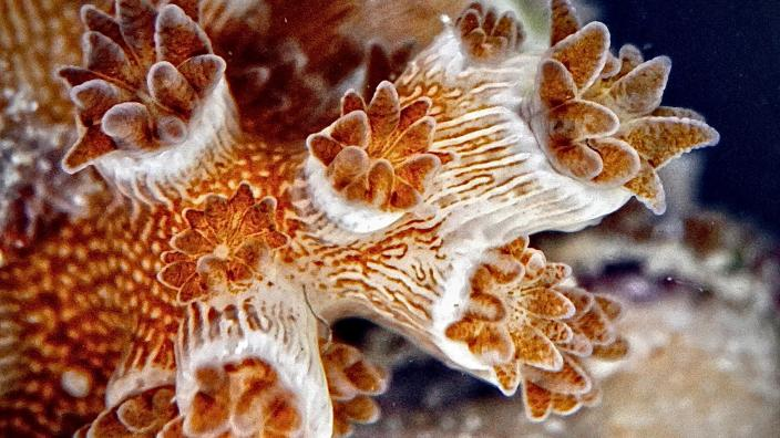 A/Prof Zoe Richards (@zoer_coral) on Twitter photo Coral reefs thrive thanks to tiny 'hidden heroes'. Without Symbiodiniaceae, coral reefs wouldn’t exist as we know them. Discover a new int. collab. diving into coral-symbiont mysteries!
<a href="/eugeniasampayo/">eugeniasampayo</a>
<a href="/KirkendaleLisa/">Lisa Kirkendale</a>
<a href="/LajeunesseTodd/">Todd C. LaJeunesse</a> <a href="/reefgenomics/">Christian R Voolstra</a>
museum.wa.gov.au/about/latest-n… Coral reefs thrive thanks to tiny 'hidden heroes'. Without Symbiodiniaceae, coral reefs wouldn’t exist as we know them. Discover a new int. collab. diving into coral-symbiont mysteries!
<a href="/eugeniasampayo/">eugeniasampayo</a>
<a href="/KirkendaleLisa/">Lisa Kirkendale</a>
<a href="/LajeunesseTodd/">Todd C. LaJeunesse</a> <a href="/reefgenomics/">Christian R Voolstra</a>
museum.wa.gov.au/about/latest-n…
