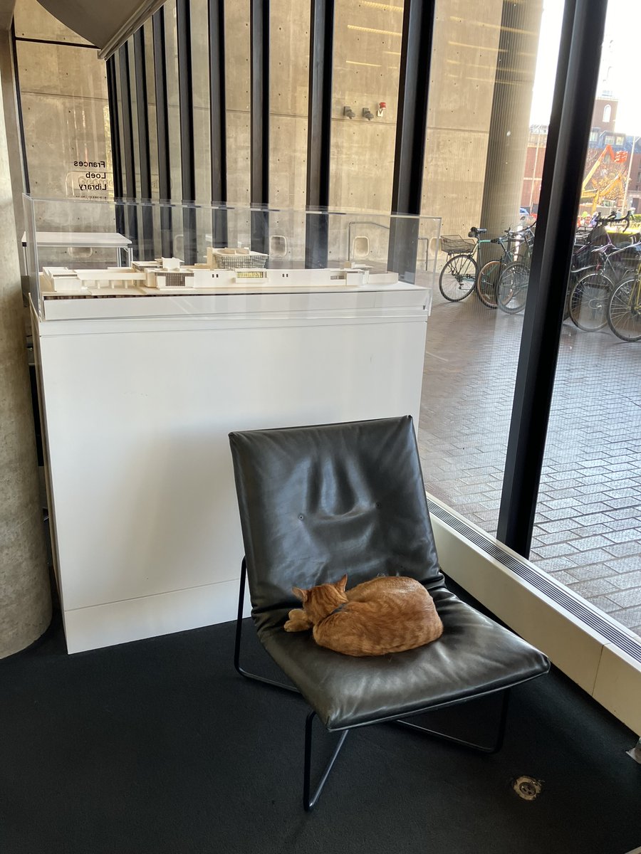 Remy the cat at GSD Library, Harvard