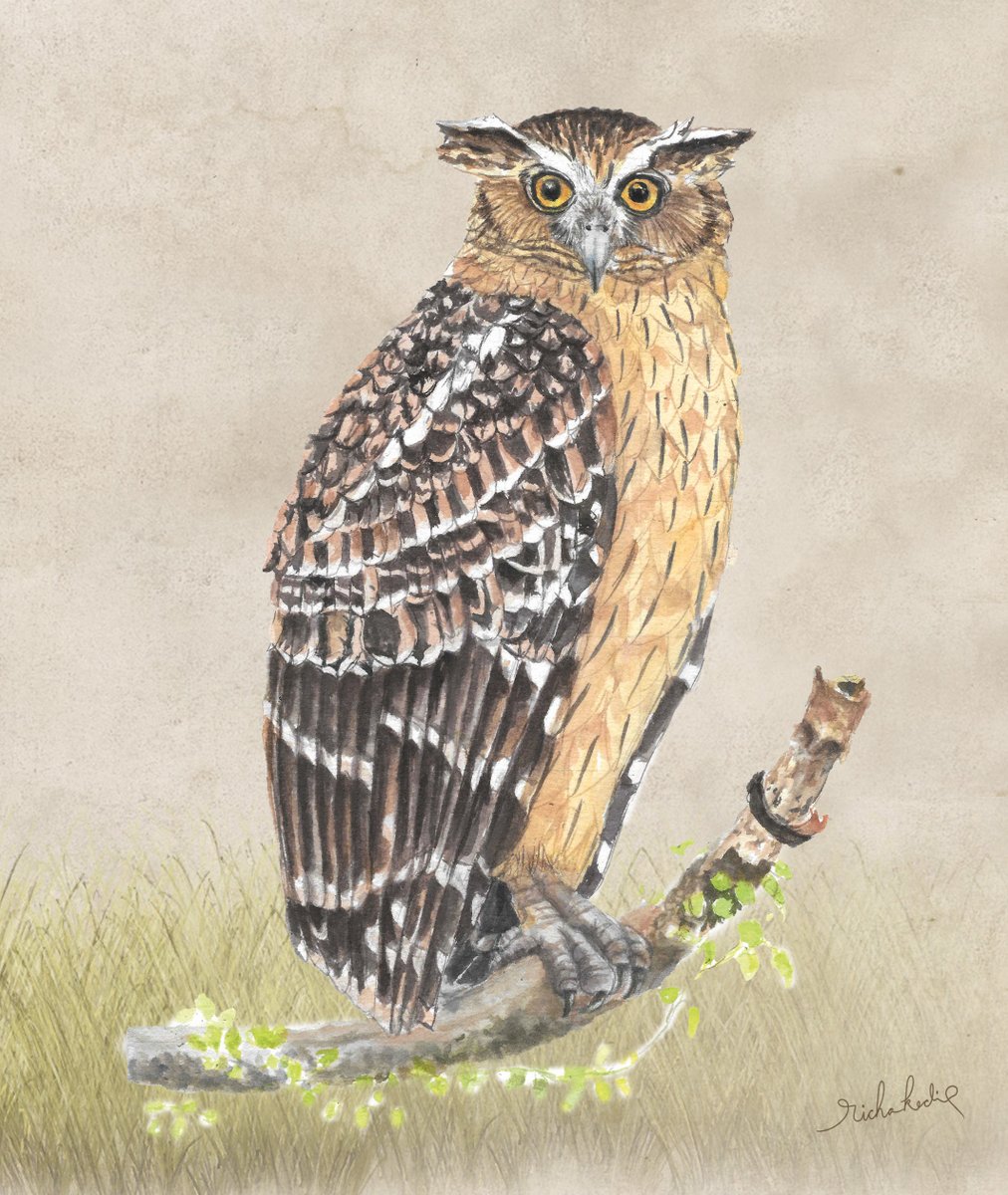 RichaKedia's tweet photo. Buffy Fish-Owl (Ketupa ketupu)
Watercolour on paper
#owlsofindia #owlpaintings #indiaves https://t.co/Udqqn0tU1g