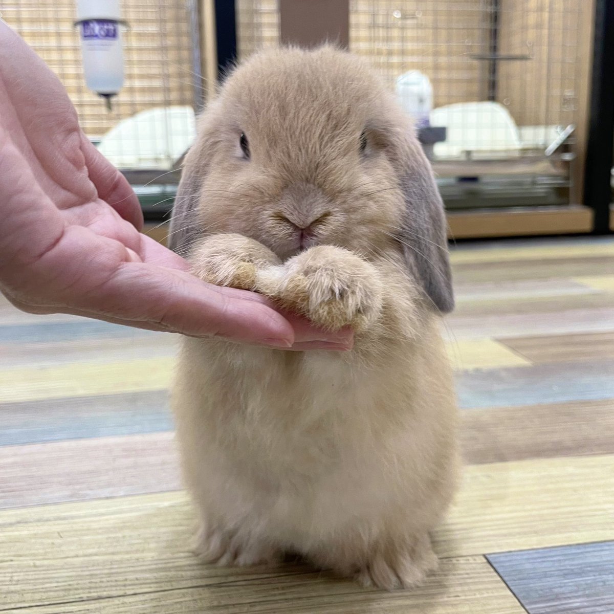 塩パンうさぎ GbBrWM2bIAANxOx.jpg