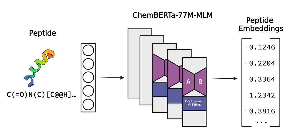 Seems like a hot day for peptide models! 🔥 To this point, we've been modeling peptides as linear amino acid sequences via ESM-2 within our binder design models, SaLT&amp;PepPr, PepMLM, and PepPrCLIP. However, most therapeutic peptides are chemically modified, enhancing their
