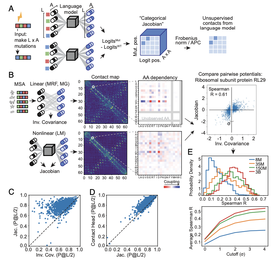 Protein language models learn evolutionary statistics of interacting sequence motifs <a href="/PNASNews/">PNASNews</a> 

1. This study dissects how protein language models (pLMs), specifically ESM-2, predict structures and interactions, revealing that these models store coevolutionary information