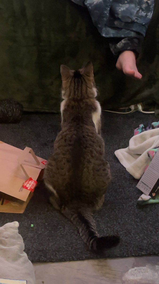 a_seafox's tweet photo. @YourPalRoss i think my son is very cute https://t.co/cLqWnsYwkU