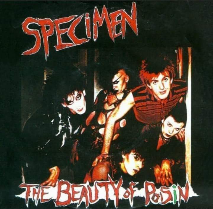 midnightwitch01's tweet photo. Happy 41st anniversary to "The Beauty Of Poisin" by Specimen 🦇 https://t.co/7TocSiMyby