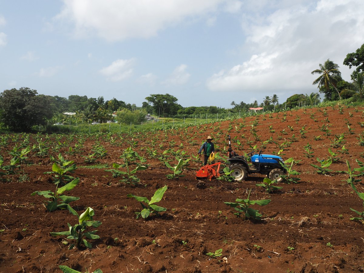 #DOSSIER [2/6]. #Agriculture ultramarine : Remettre l’agriculteur au centre de la société 

➡️tinyurl.com/3htk9v88

🧑🏾‍🌾🌱Face au vieillissement des chefs d’exploitation, le renouvellement des générations est un enjeu majeur dans les #Outremer. Dans les centres de formations,