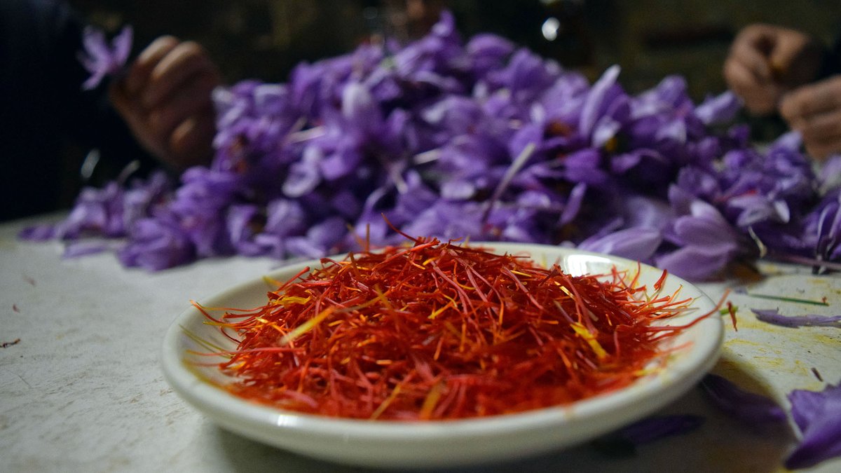 SomSegarra's tweet image. Temps de collir i esbrinar el #safrà, la rosa més preuada, #tardorsegarra, #bondia
@lasegarra @aralleida @catexperience @Turisme_Segarra @SomGastronomia @SomTerra @caminsnatura @viladetora @valldellobregos 
ℹ️ somsegarra.cat/agricultura/no…